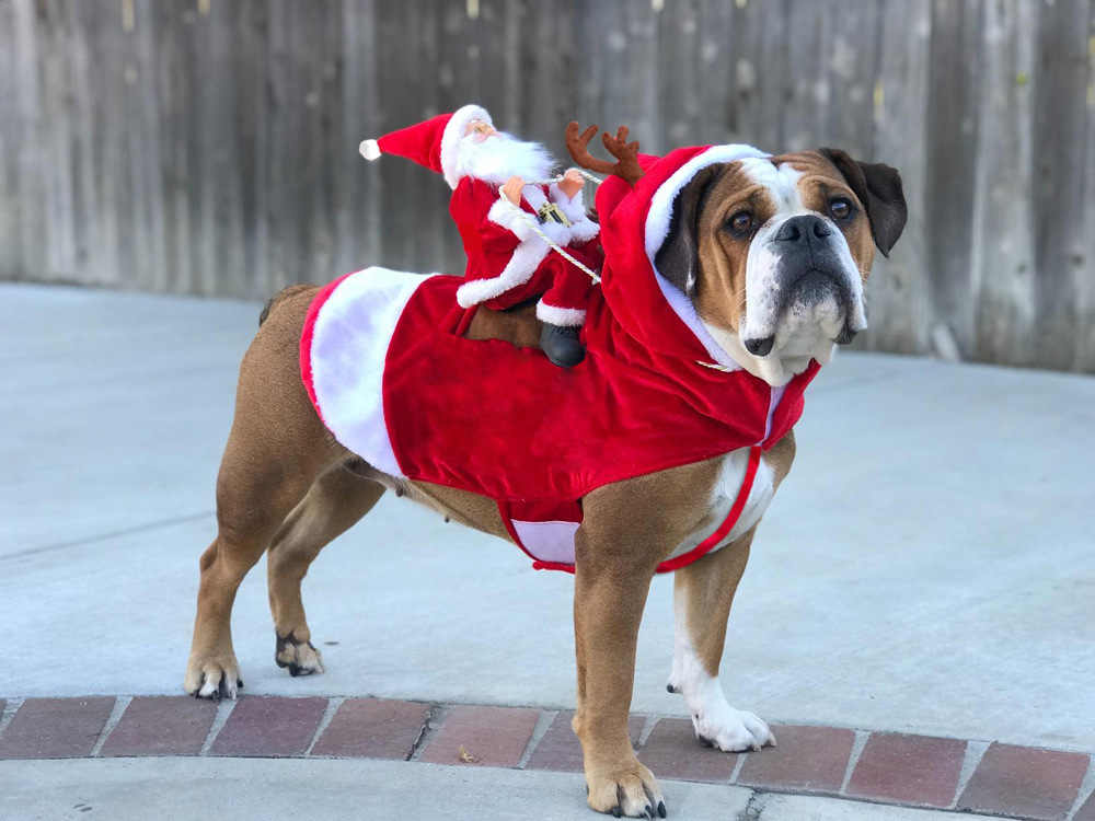 Halloween Horror Pumpkin Pet Dog Costume