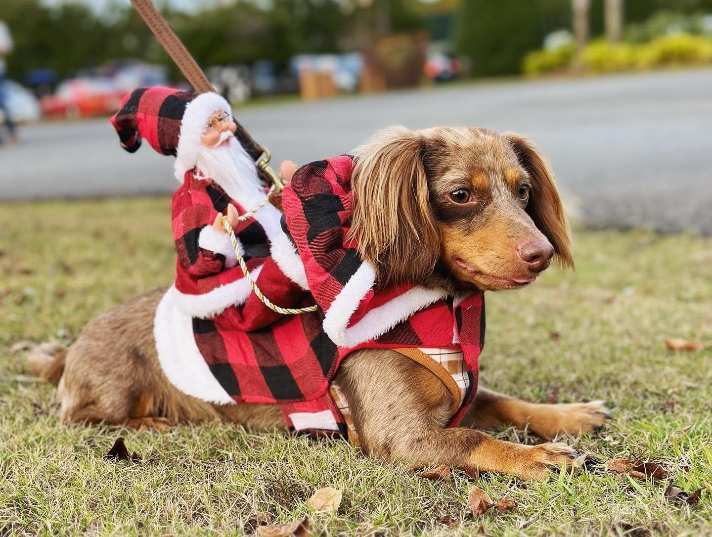 Halloween Horror Pumpkin Pet Dog Costume