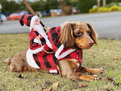 Halloween Horror Kürbis Haustier Hundekostüm