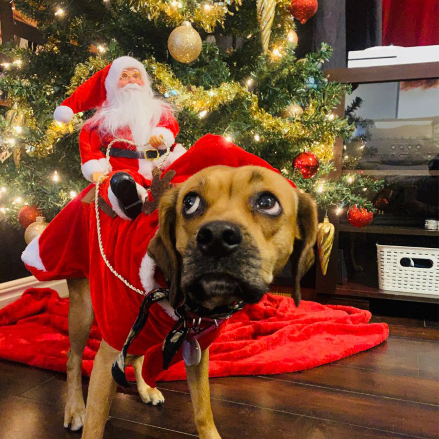 Déguisement de citrouille d'horreur pour chien d'Halloween